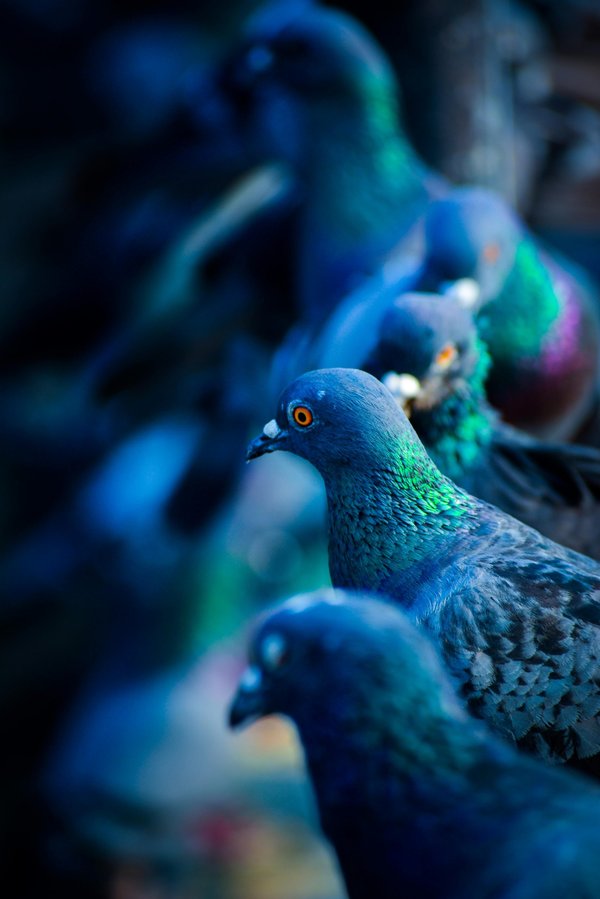 Quelle est la famille des pigeons : explorez leur diversité !